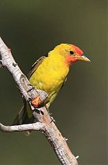 Western Tanager